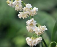 White flowers in abundance above green foliage